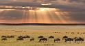 020 Kenia, Masai Mara, gnoes